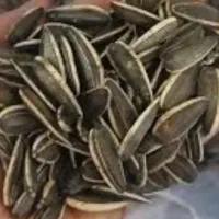 تخمه