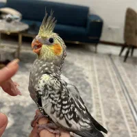 عروس هلندی