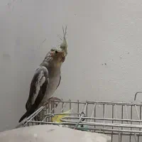 عروس هلندی خونگی یک ساله|پرنده|کوچصفهان, |دیوار