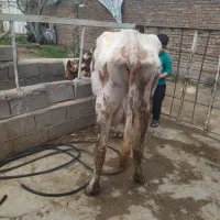 گاو|حیوانات مزرعه|میاندوآب, |دیوار