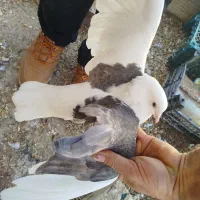 چهار تا باهم 800تکی200|پرنده|طبس, |دیوار