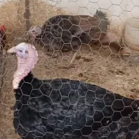 مرغ و بوقلمون فروشی