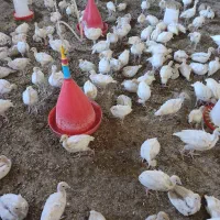 فروش جوجه بوقلمون گوشتی