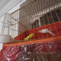 یک جف مرغ عشق هلندی درجه یک|پرنده|وراوی, |دیوار