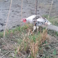 بقلمو سالم به شرت|حیوانات مزرعه|رضوانشهر, |دیوار