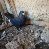 سه عدد کفتر نابلد و تخمی