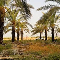 مدرن ترین روش جابجایی نخل