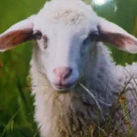 عرضه دام زنده گوسفند بهداشتی *خرید حضوری و ارسال