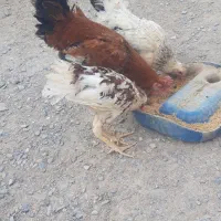 مرغ تخمگذار و سه تا نوچه بزرگ