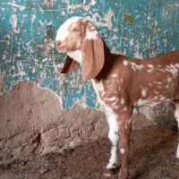 شنک ماده  پنجاب