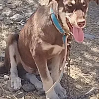 سگ نژاد دار|سگ|دهگلان, |دیوار