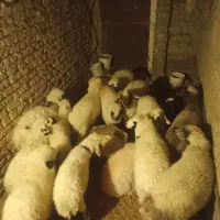 بز آبستن قیمت پایین فقط۷۵۰۰+ بره نر و ماده|حیوانات مزرعه|زابل, |دیوار