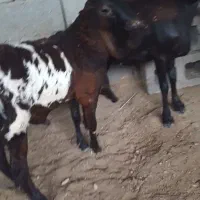 ۳ راس بره برشن درجه یک|حیوانات مزرعه|جناح, |دیوار