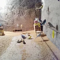 مرغ عشق فروشی یکجا