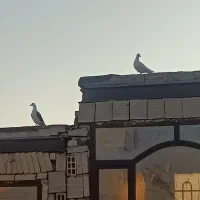 کفتر صید|پرنده|مشهد, نوید|دیوار