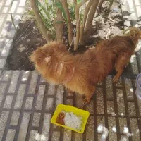 سگ نر|سگ|یزد, |دیوار