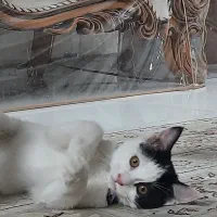 گربه ماده|گربه|اصفهان, خرم|دیوار