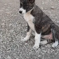 سگ نگهبان ماده جفت  نژاد افغان