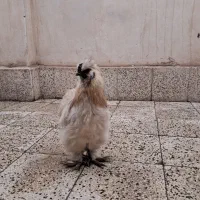 خروس ابریشمی درشت ونژاد دار ۱۰۰۰۰۰۰ تومان