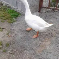 غاز دورگه تخم گذار