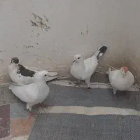 کبوتر|پرنده|تهران, دروازه شمیران|دیوار