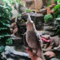 عروس هلندی نژاد اروپایی زرنگ و باهوش