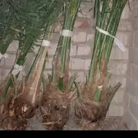 فروش ویژه و عمده پاجوش کبکاب