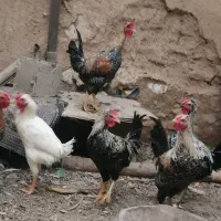 خروس بالغ محلی