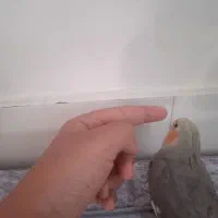 عروس هلندی|پرنده|بروجرد, |دیوار