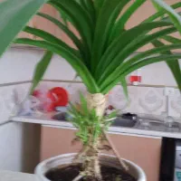 گل پندانوس بزرک و زیبا