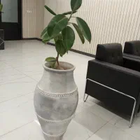 گل و گیاه اپارتمانی|گل و گیاه طبیعی|بیرجند, |دیوار