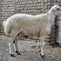 دوعدد بره نر طلا