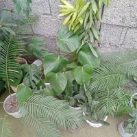 انواع گل|گل و گیاه طبیعی|رشت, بیجارپس|دیوار