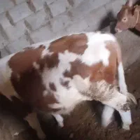 گاو سیمینتال اصل نژاد یکسال نشده