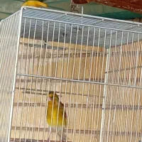 سهره|پرنده|شیراز, کوشک میدان|دیوار