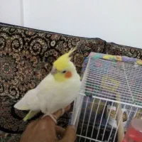 عروس هلندی ایزابلا و لوتینو