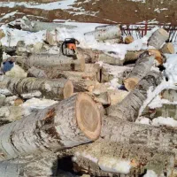 خرید وبرش دست مزد انواع درخت وچوب صنوبر بید و میوه|خدمات باغبانی و درختکاری|اهر, |دیوار