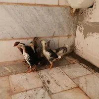 جوجه گلین ی دونه شاخدار|حیوانات مزرعه|بیرجند, |دیوار