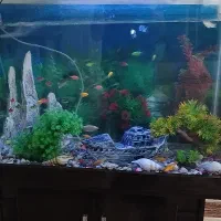 اکواریوم|ماهی|بیجار, |دیوار