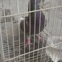 کبوتر|پرنده|برازجان, |دیوار