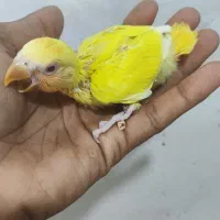 جوجه طوطی کوتوله و عروس هلندی|پرنده|بندرعباس, |دیوار