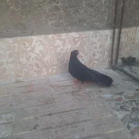 کفتر نقش
