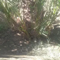 گوک ربی ۳۰۰ عدد موجوده دانه ای ۱۵۰ هزار|گل و گیاه طبیعی|بمپور, |دیوار