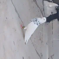 کبوتر شادگان