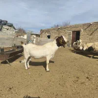 بز و پازن بوئر