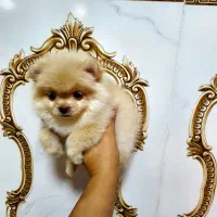 سگ پامرانین