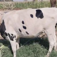 پراپ فروشی|حیوانات مزرعه|ایرانشهر, |دیوار