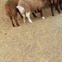 دام زنده شهرداری