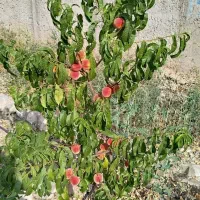 20قصب زمین مسکونی در عرب آباد