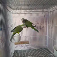 قفس40*60فضله جدا